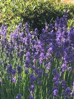 Fresh Munstead Lavender