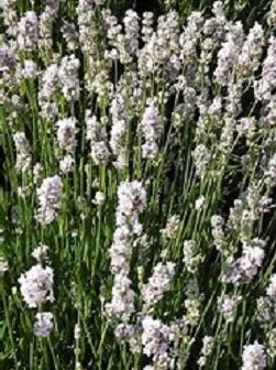 Fresh Melissa English Lavender