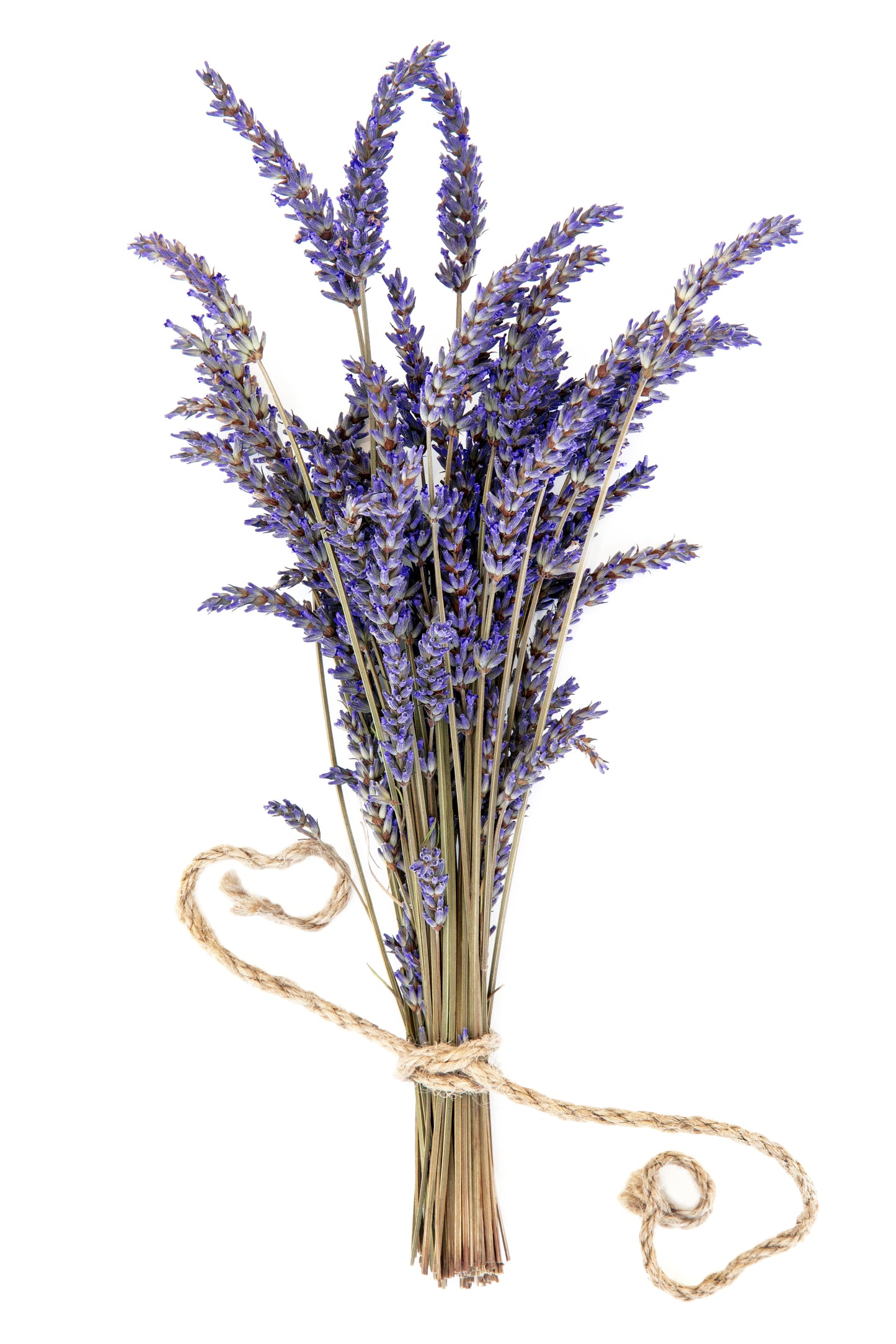 Wholesale Dried French Lavender BOX of 16