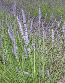 Fresh Provence French Lavender