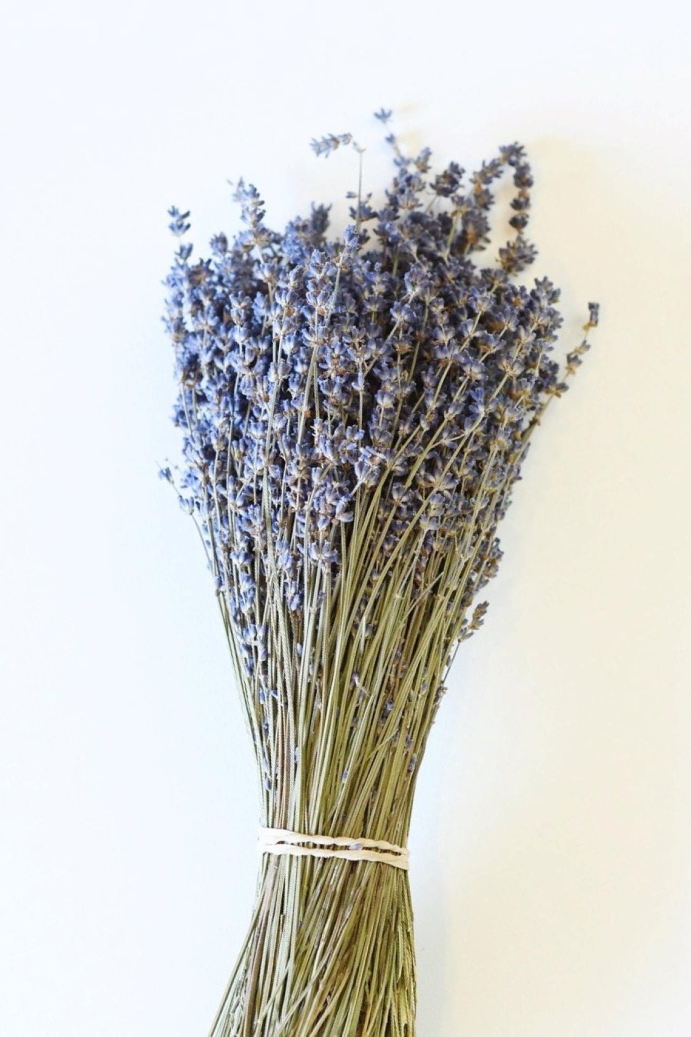 Dried Munstead English Lavender
