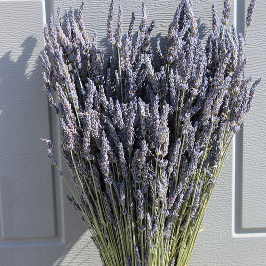 Dried Grosso French Lavender