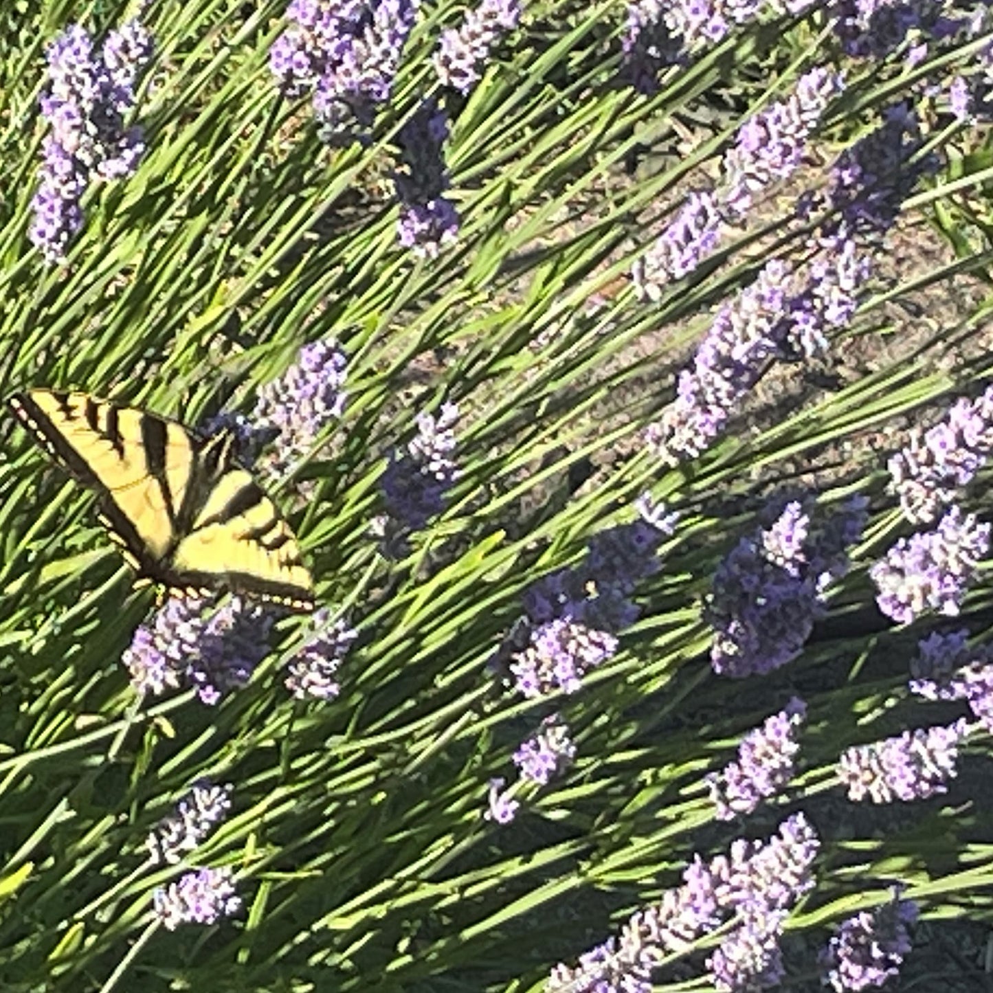 Fresh Provence French Lavender