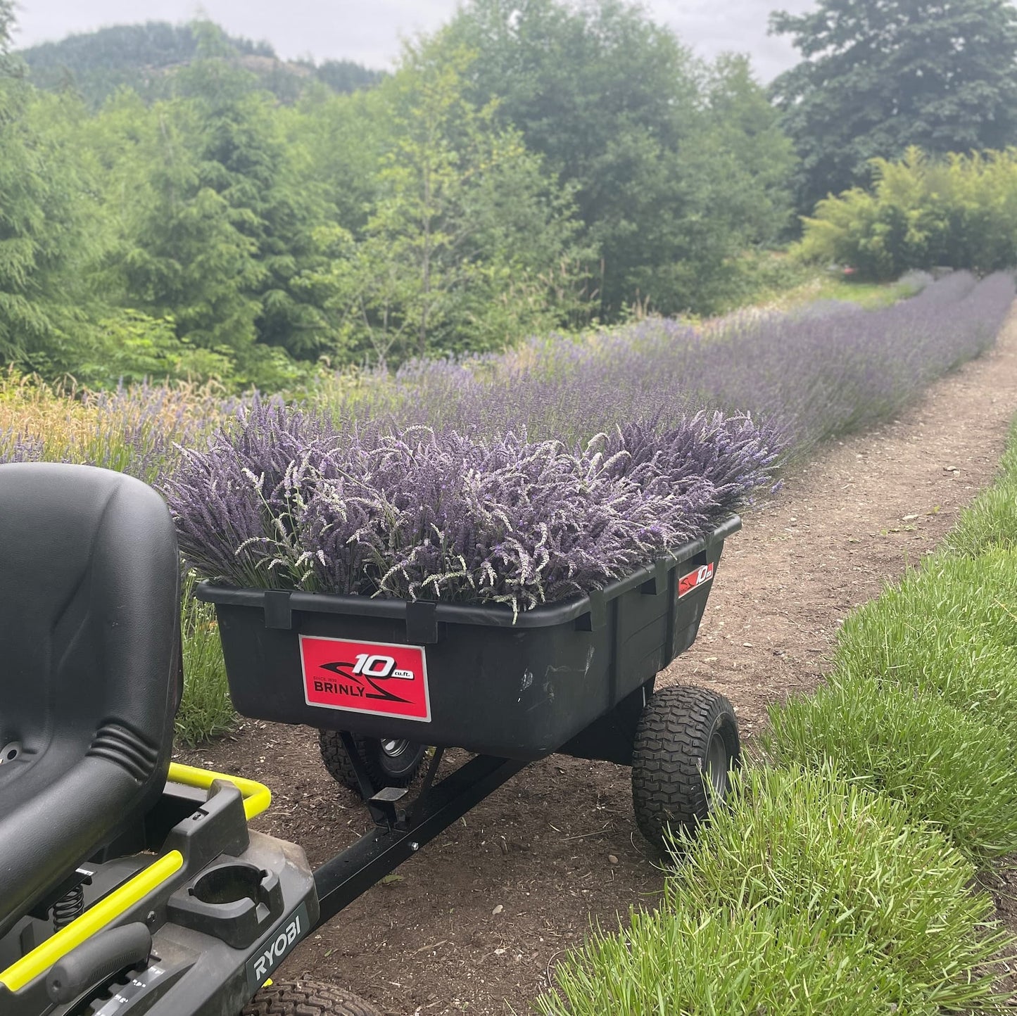 Fresh Gros Bleu French Lavender