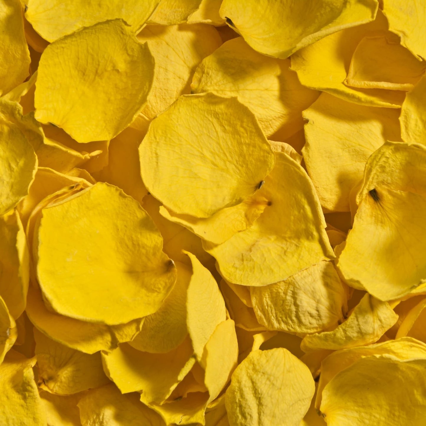Rose Petals