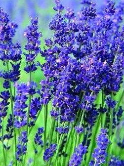Fresh Hidcote English Lavender