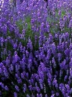 Fresh Folgate English Lavender