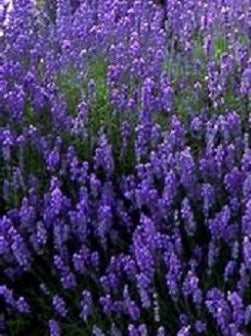 Wholesale Fresh French Lavender