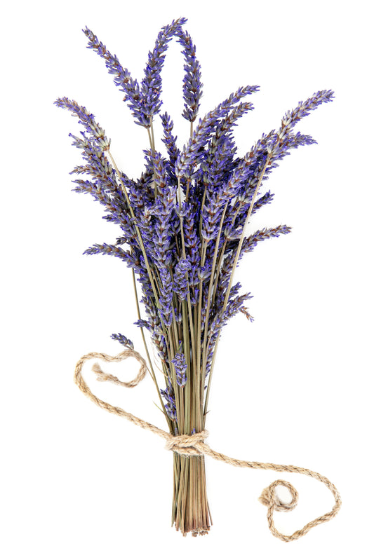 Wholesale Dried French Lavender BOX of 16