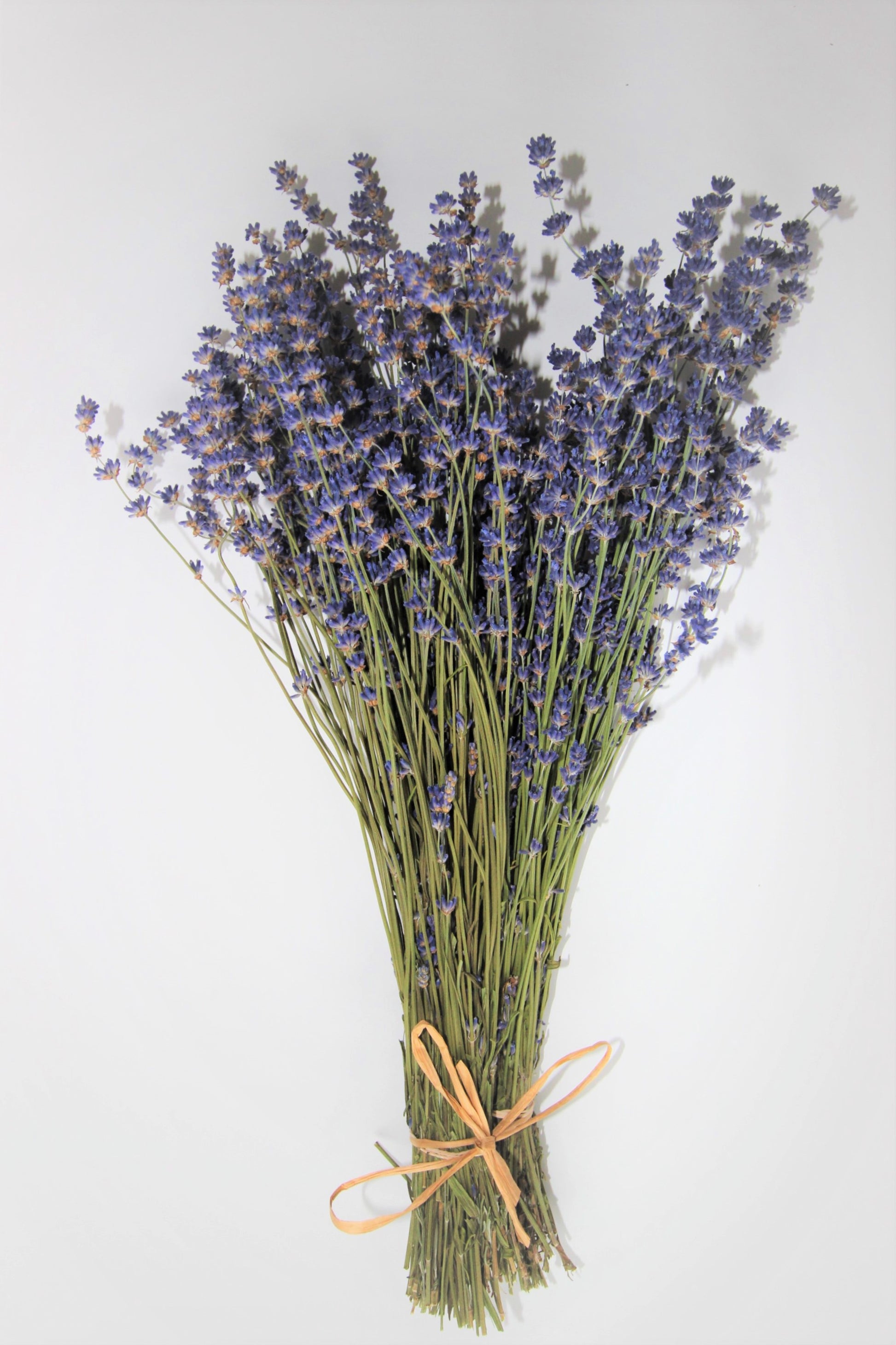 folgate lavender plants Dried Folgate English Lavender – Sooke Organic Lavender