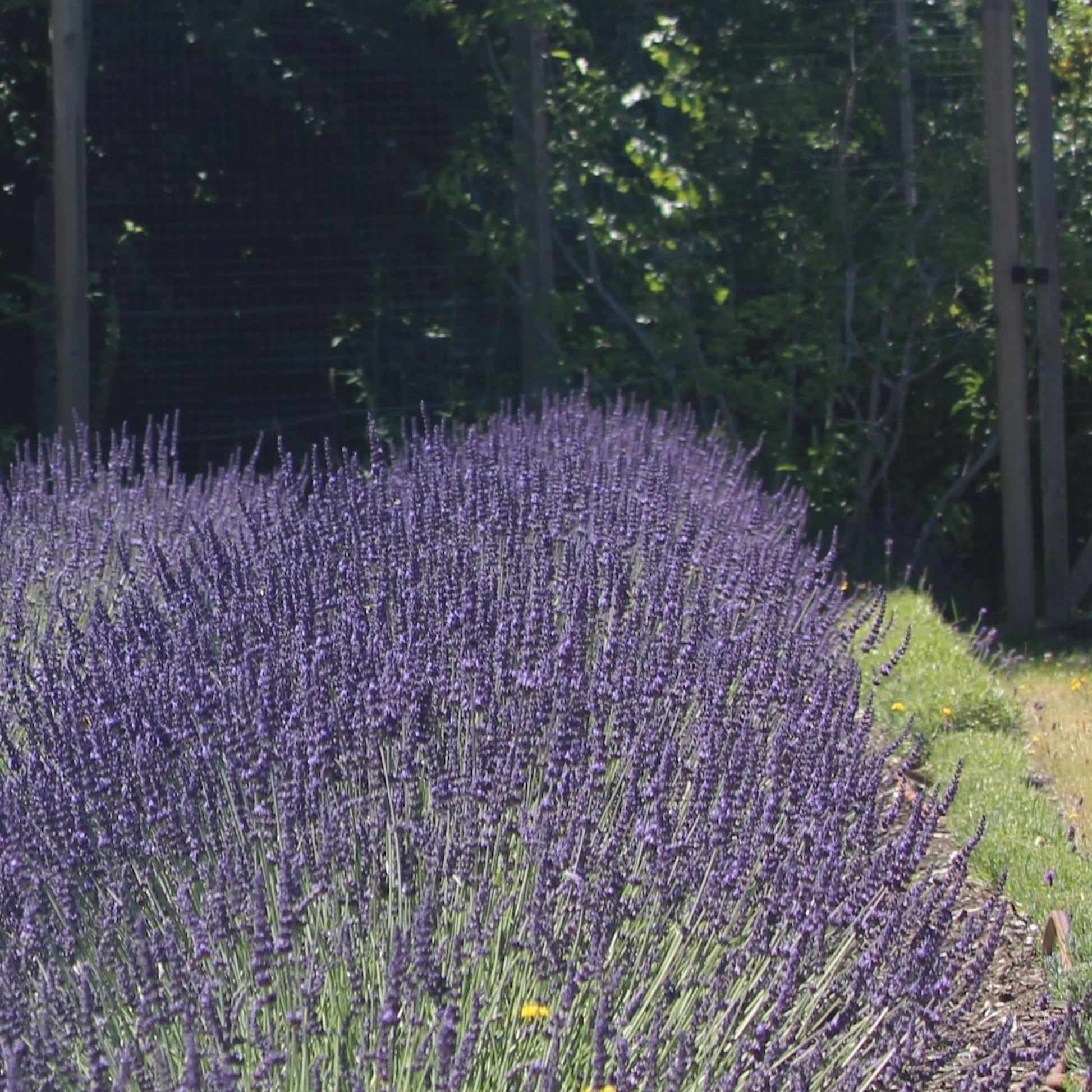 gros bleu lavender plant for sale Fresh Gros Bleu French Lavender