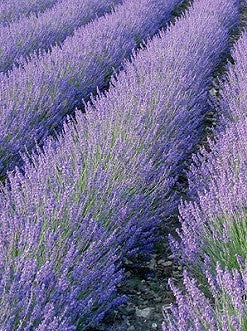 Fresh Mailette English Lavender