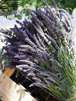 Fresh Grosso French Lavender