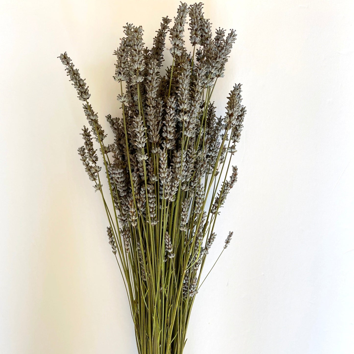 Dried Provence French Lavender