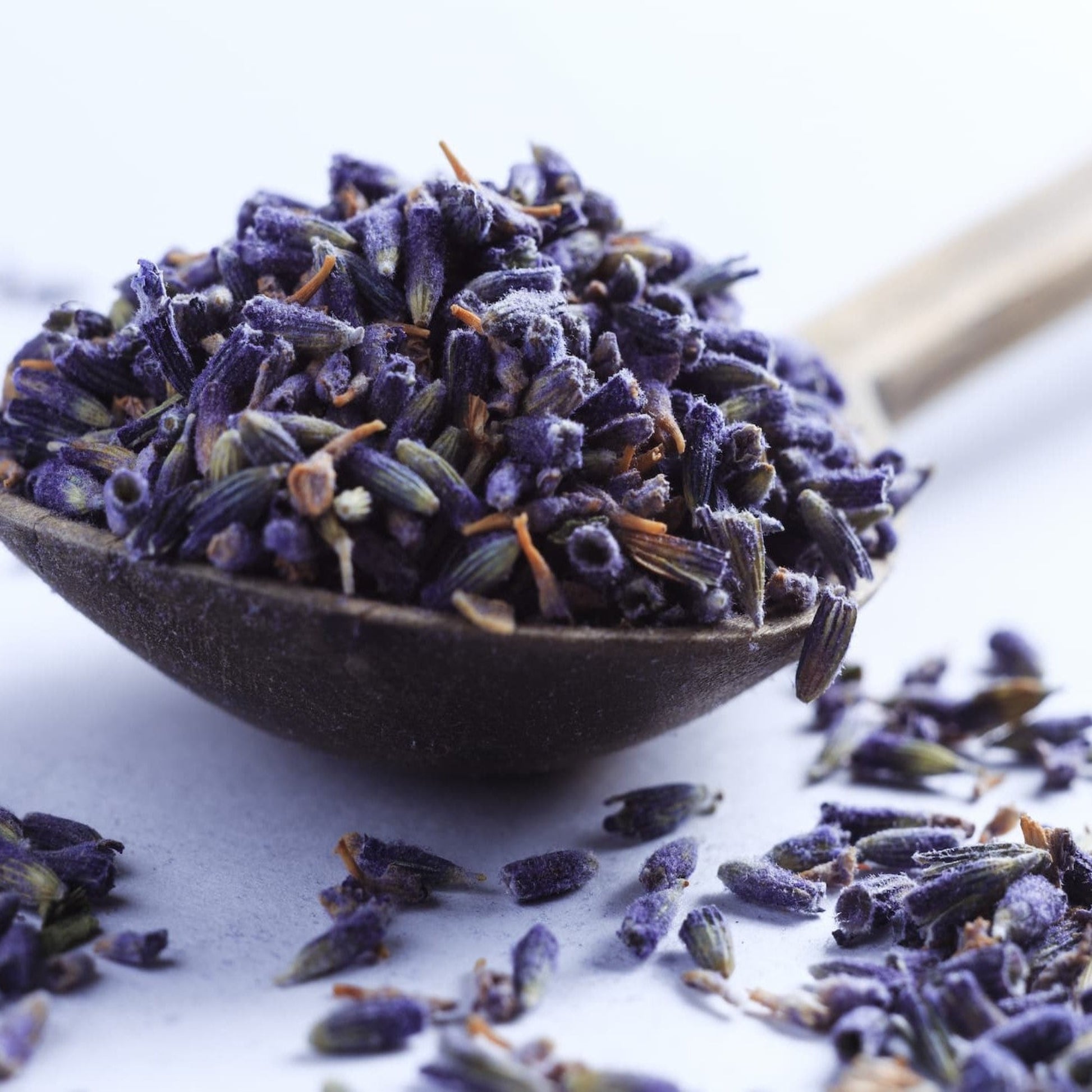 og lavender flower buds English Lavender Flower Buds
