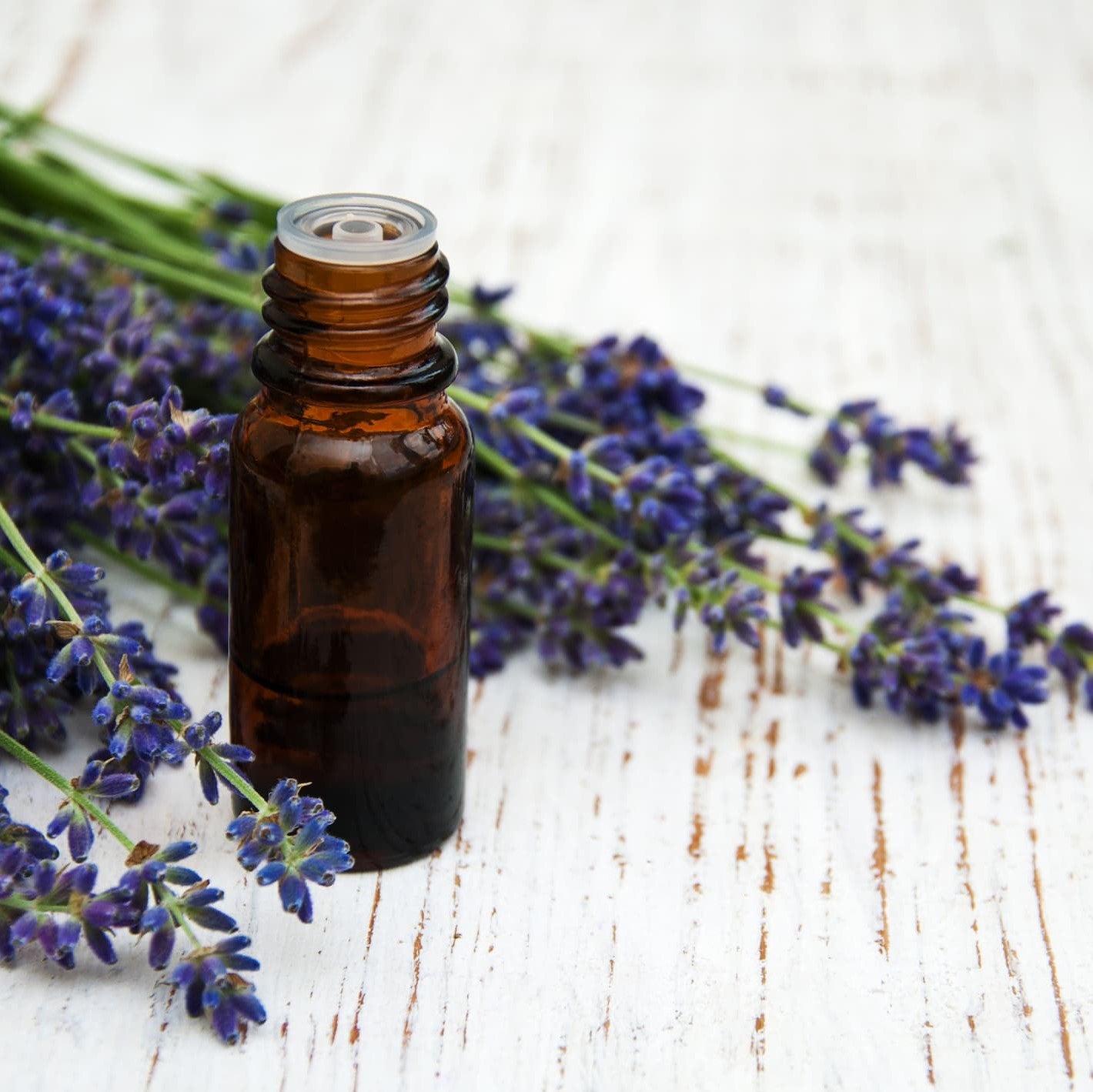 fresh-organic-lavender-essential-oil