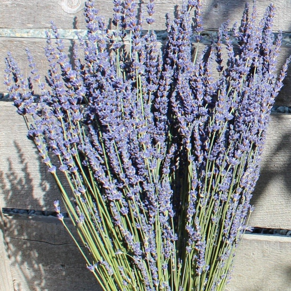 Dried Grosso French Lavender