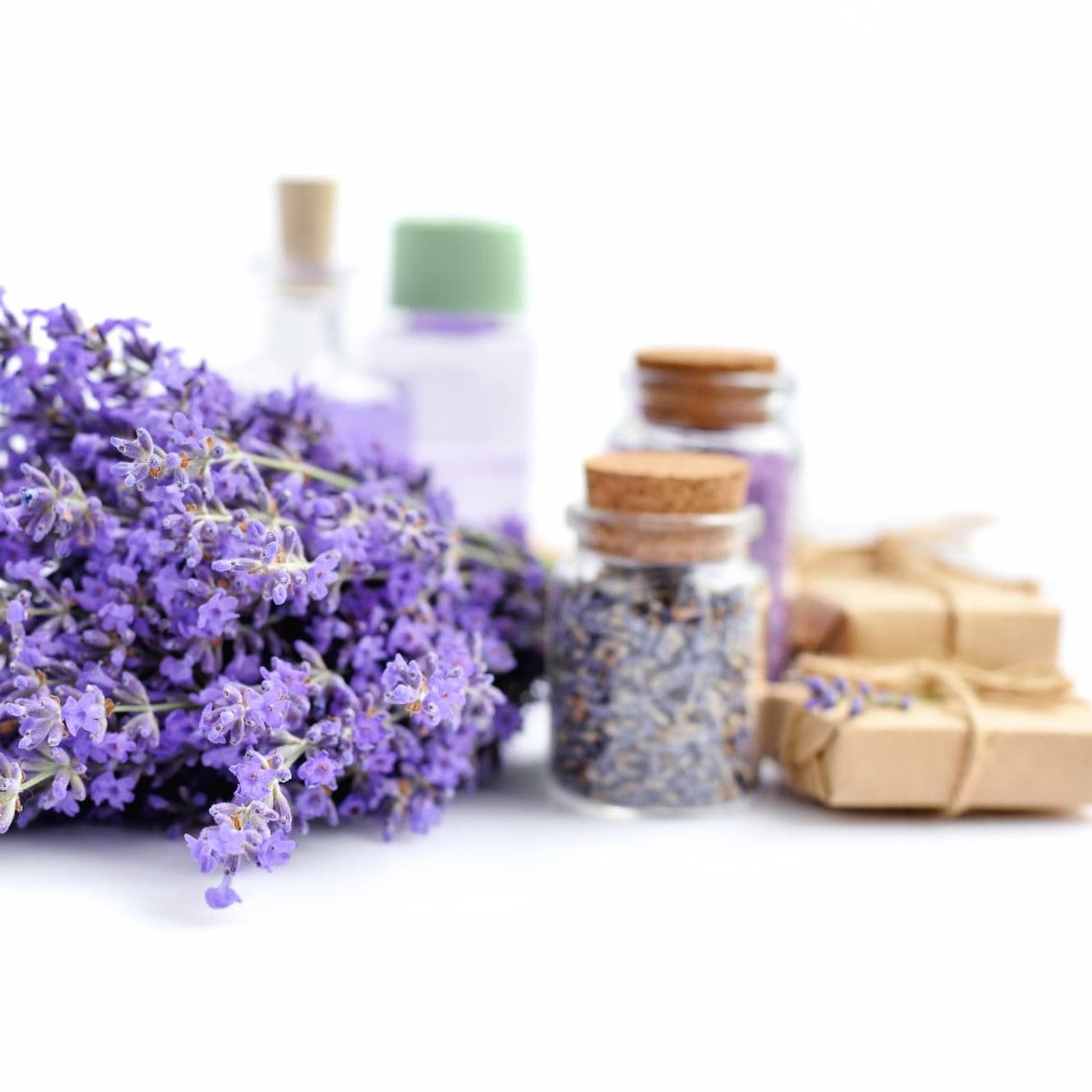 organic-lavender-for-soap-and-crafting