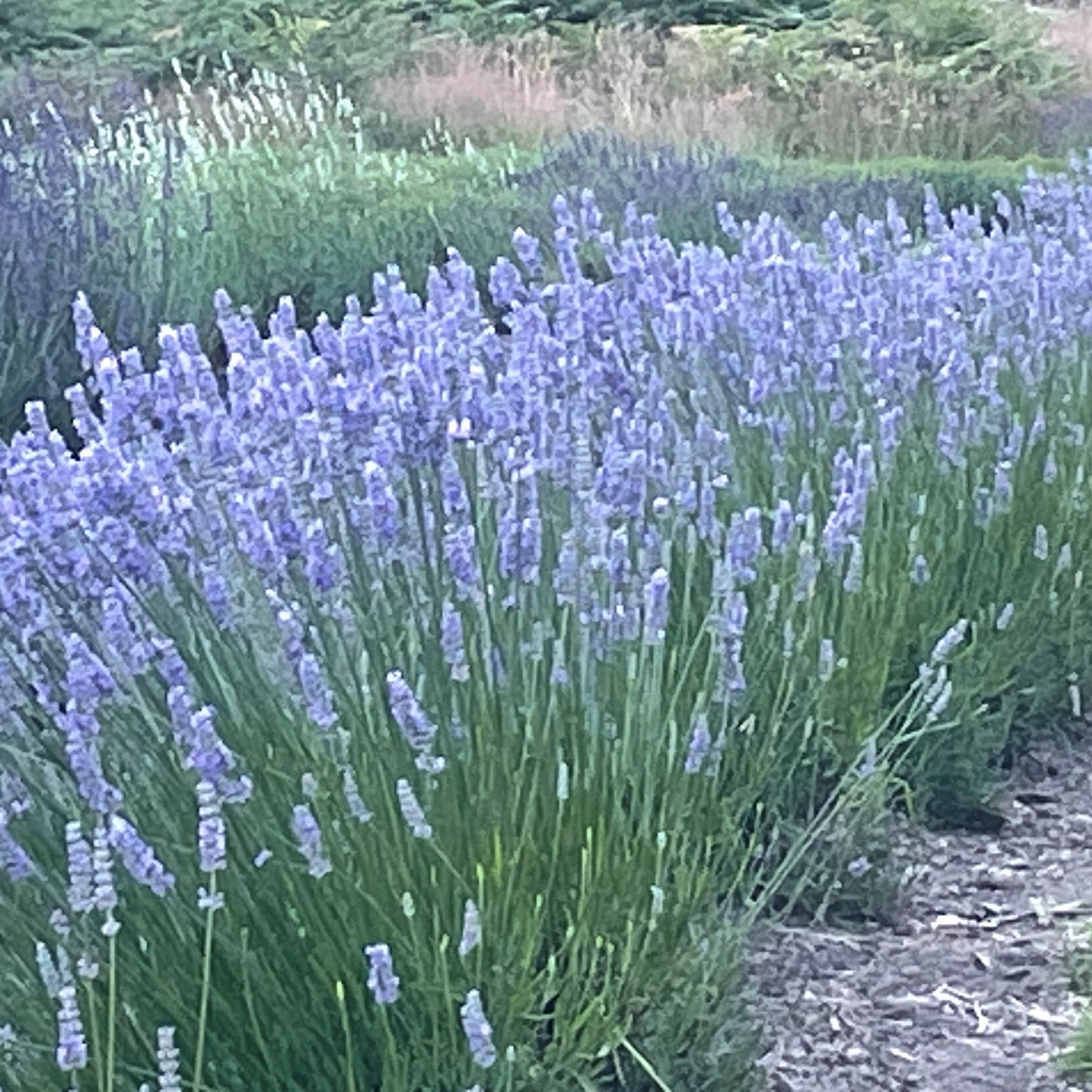 Fresh Provence French Lavender